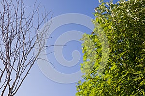 Branch of birch with leaves and without on the background with blue sky. Summer contrast. Opposites