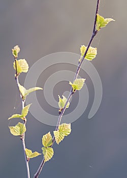 Branch of birch in spring.