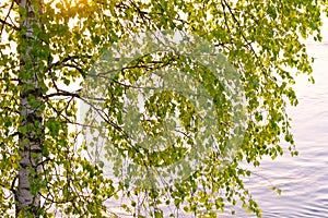 Branch of a birch and sun reflected in river water, summer concept background