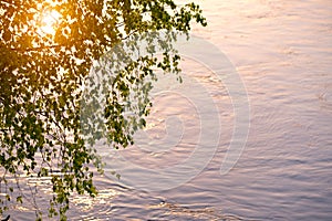 Branch of a birch and sun reflected in river water, summer concept background photo