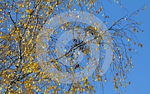 Branch of birch with yellow leaves