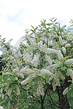 Branch of bird cherry blossoms
