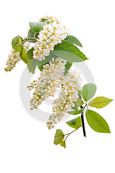 The branch of bird-cherry tree