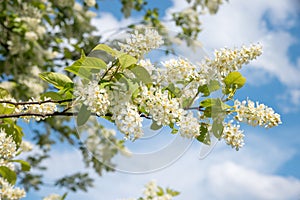 Branch  of a bird cherry tree with white blossoms