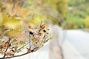 A branch with black berries on a brick wall background. A road stretching into the distance. Autumn and green foliage