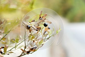 A branch with black berries on a brick wall background. A road stretching into the distance. Autumn and green foliage. photo