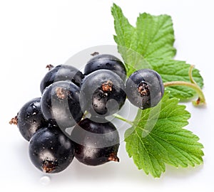 Branch of black currant