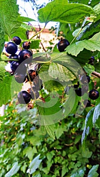 Branch with black currant berries photo