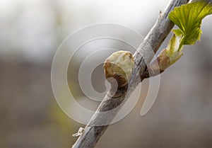 A branch of black currant, infected with a parasite