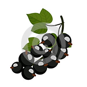 Branch black currant with leaf. Vector flat color illustration