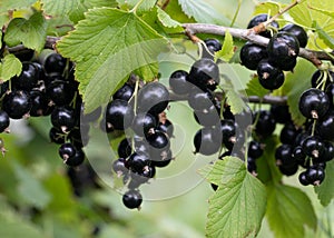 Branch of black currant with ripe bunches of berries on green background. Treat in garden. Harvesting on farm or in garden.