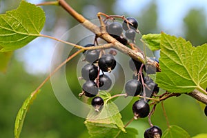 A branch of black currant in the sun with ripe black berries on a background of green leaves and blue sky