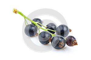 Branch of black currant on a white background, summer berries