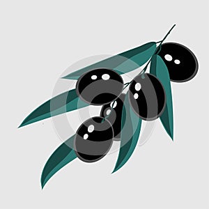 Branch with black olives for decorative design. Vector twig.