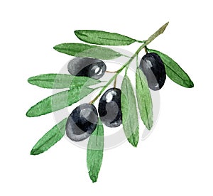 Branch of black olives, isolated on white, watercolor illustration