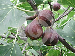 Branch with black ripe figs