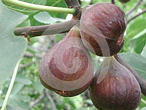 Branch with black ripe figs