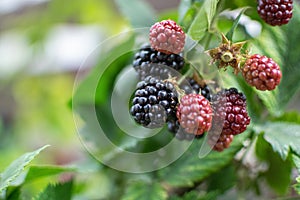 A branch with blackberries