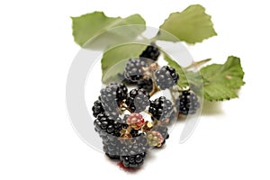 Branch of blackberry