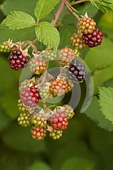 Branch of blackberry bush