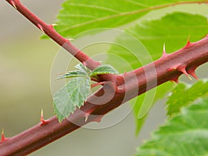 Branch of blackberry bush close up