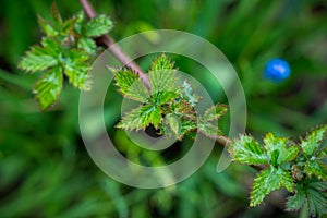 Branch of blackberry bush in the garden