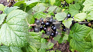 Branch of blackcurrant in the garden