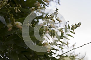 Branch of blooming acacia tree. White flowers and green leaves