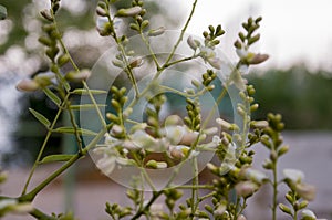 Branch of blooming acacia tree. White flowers and green leaves