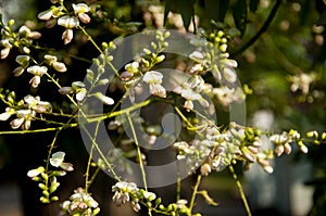 Branch of blooming acacia tree. White flowers and green leaves