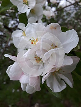 Branch of a blooming Apple tree