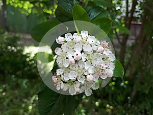 Branch of a blooming Apple tree