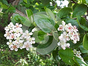 Branch of a blooming Apple tree