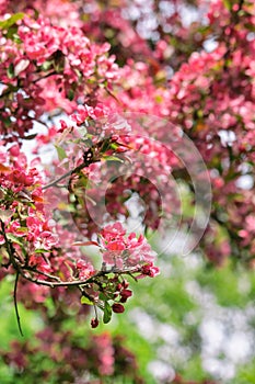 Branch of blooming apple tree in spring garden