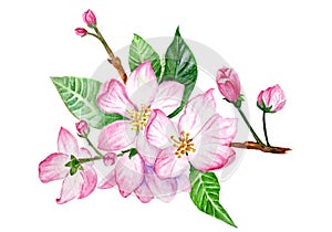 Branch of A Blooming Apple Tree. Watercolor Illustration. Ideal for Wedding
