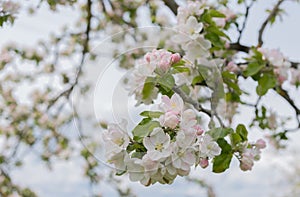 A branch of a blooming apple tree with white and pink blossoming flowers against the background of a spring garden.