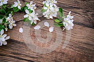 A branch of a blooming apple tree on a wooden background