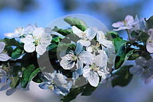 A branch of blooming apricot tree on blurred background