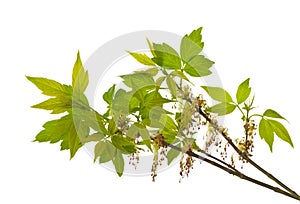 Branch of blooming ash-leaved maple