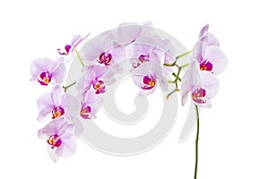 Branch with blooming beautiful pink orchid flower closeup isolated