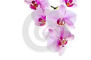Branch with blooming beautiful pink orchid flower closeup isolated on white