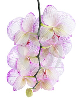 Branch of blooming beautiful stripped lilac orchid flower