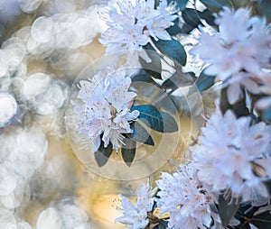 Branch of blooming blue azalea in the shade of trees in the park in the summer. Natural blurred background and bokeh.