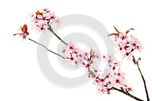 Branch of blooming cherry tree, sakura isolated on white background