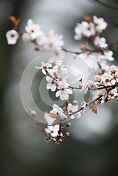 Branch of blooming cherry tree, spring floral background