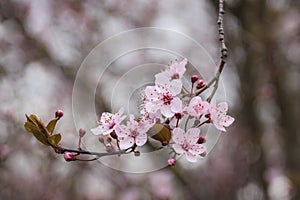 Branch of blooming cherry tree in spring garden