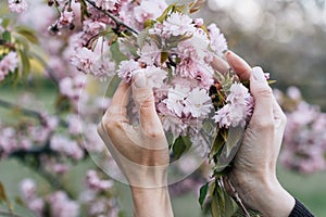 Branch of blooming Japanese pink cherry prunus kanzan in the palms of a young woman in the garden in spring