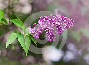 Branch of blooming lilac