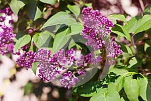 Branch of blooming lilac