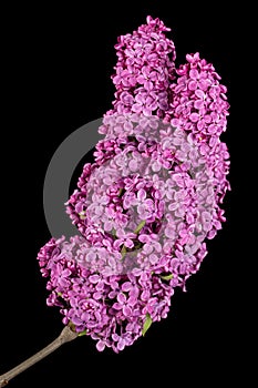 Branch of blooming lilacs, Syringa vulgaris, isolated on black background